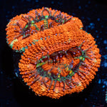 Acan Coral with fleshy polyps in reef aquarium
