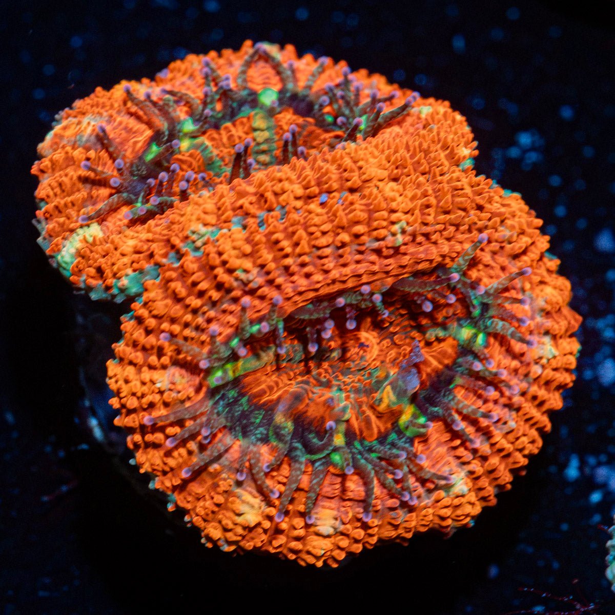 Acan Coral with fleshy polyps in reef aquarium