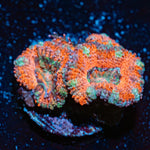 Acan Coral with fleshy polyps in reef aquarium