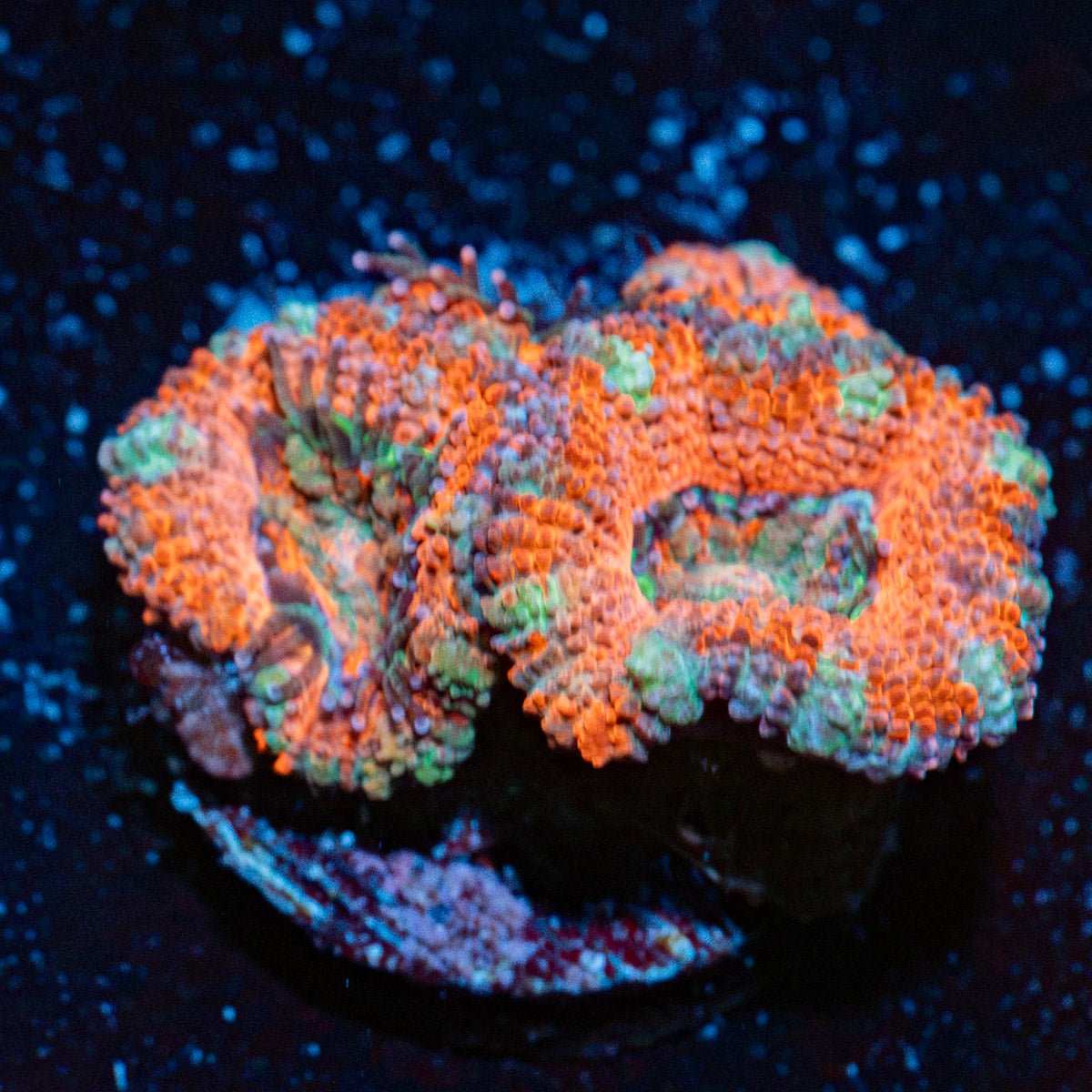 Acan Coral with fleshy polyps in reef aquarium