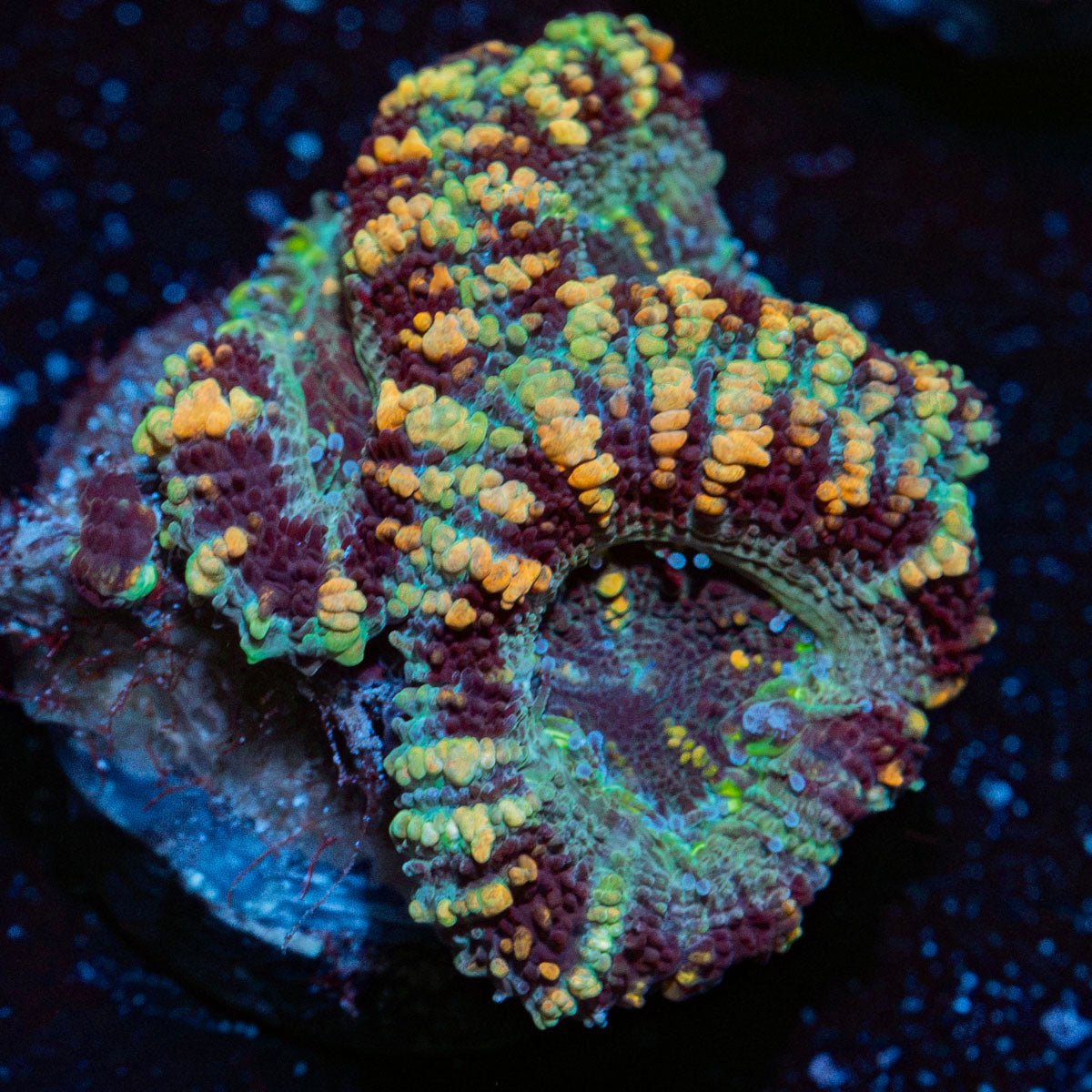 Acan Coral with fleshy polyps in reef aquarium