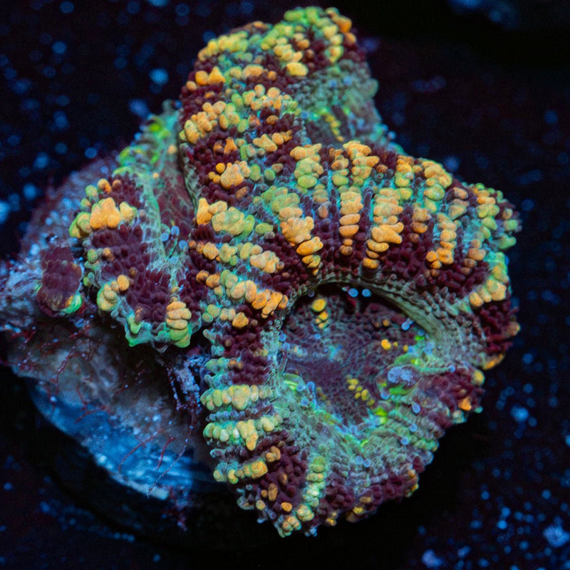 Acan Coral with fleshy polyps in reef aquarium