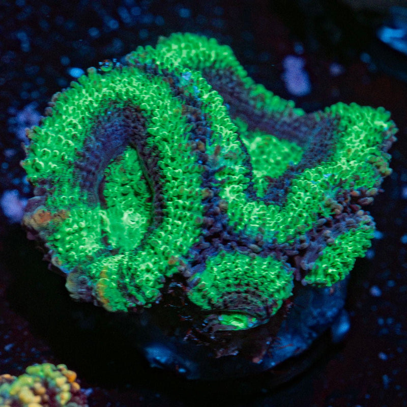 Acan Coral with fleshy polyps in reef aquarium