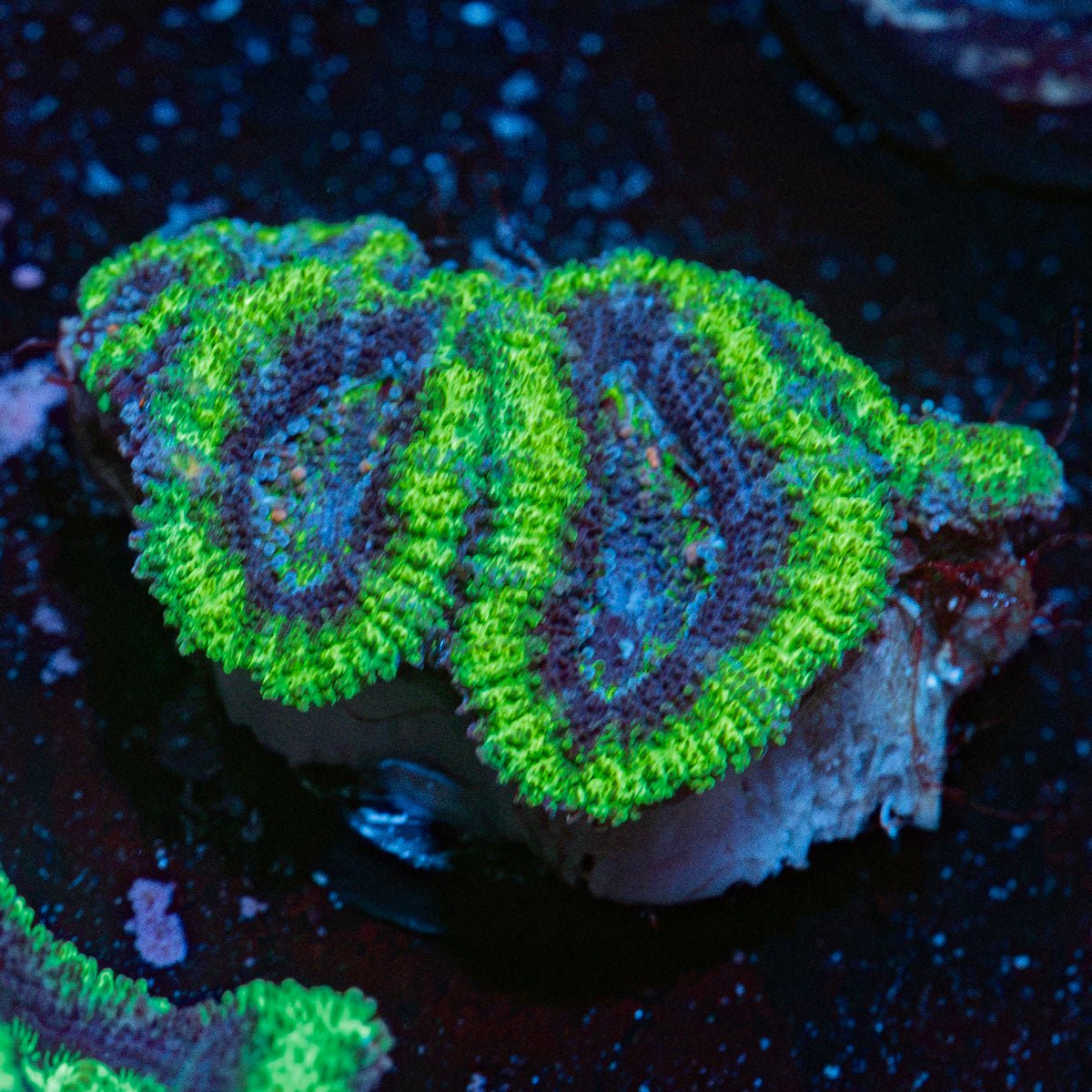 Acan Coral with fleshy polyps in reef aquarium