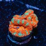 Acan Coral with fleshy polyps in reef aquarium