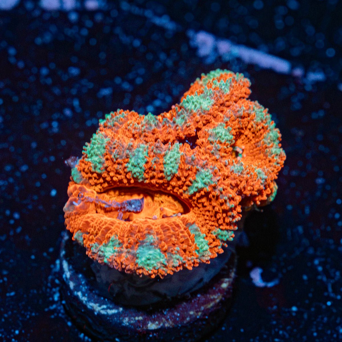 Acan Coral with fleshy polyps in reef aquarium