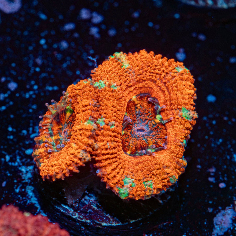 Acan Coral with fleshy polyps in reef aquarium
