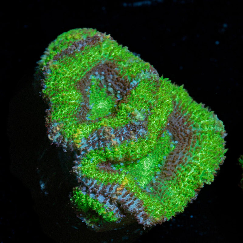 Acan Coral with fleshy polyps in reef aquarium
