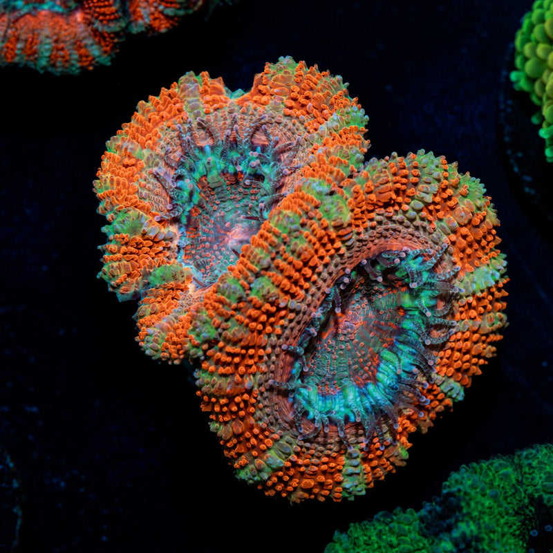Acan Coral with fleshy polyps in reef aquarium