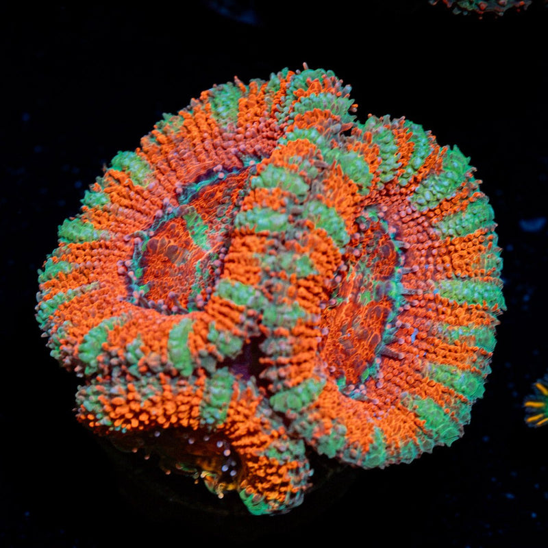 Acan Coral with fleshy polyps in reef aquarium