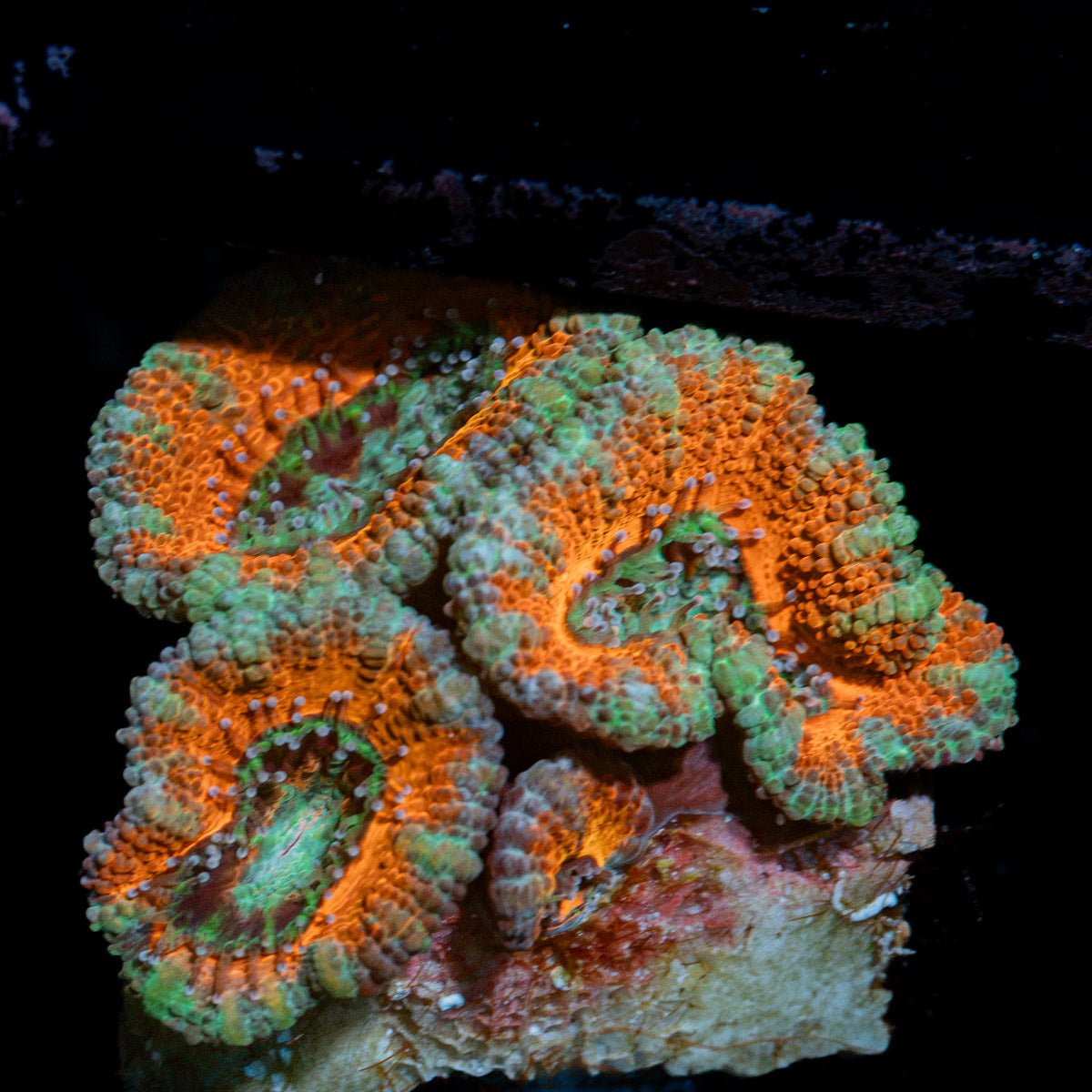 Acan Coral with fleshy polyps in reef aquarium