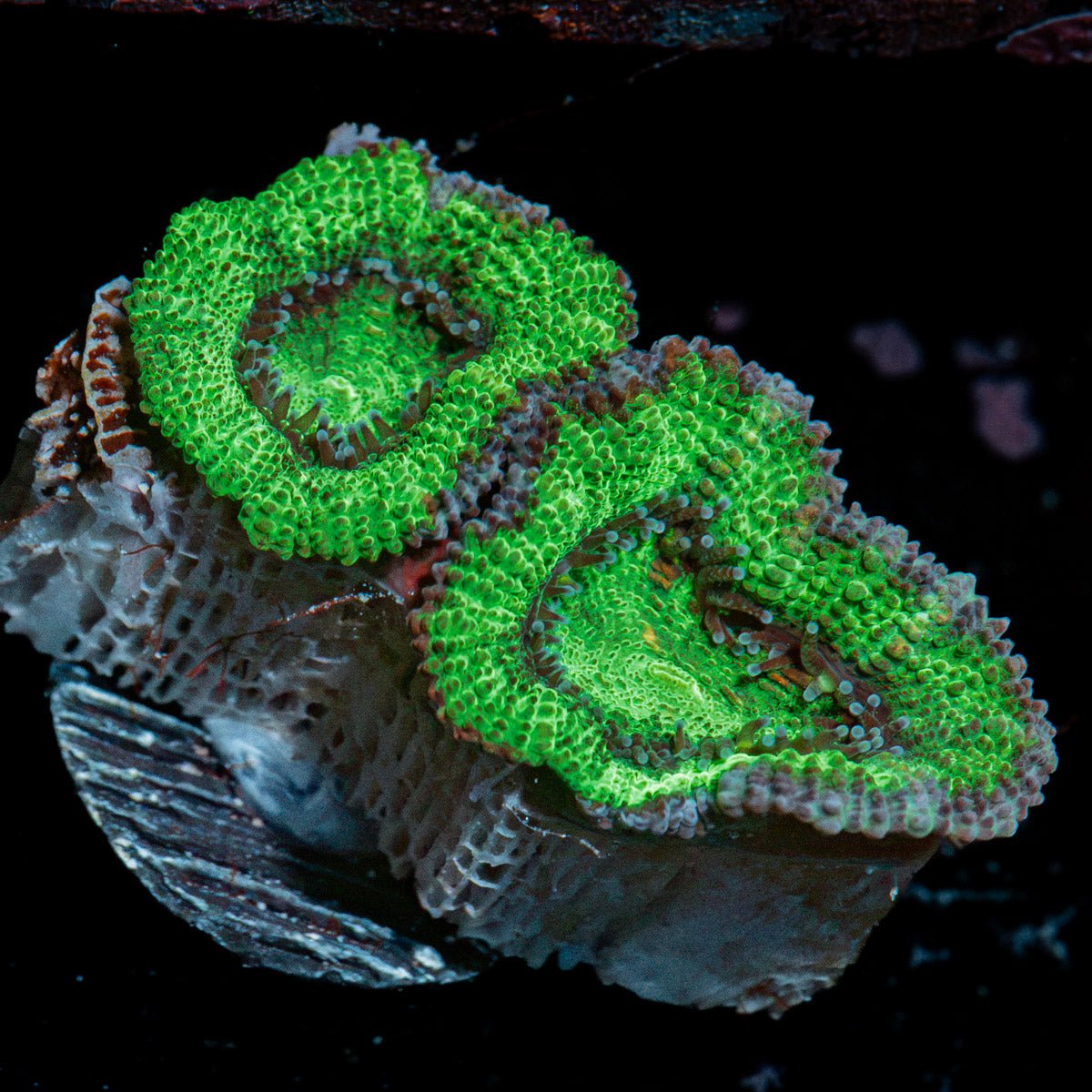 Acan Coral with fleshy polyps in reef aquarium