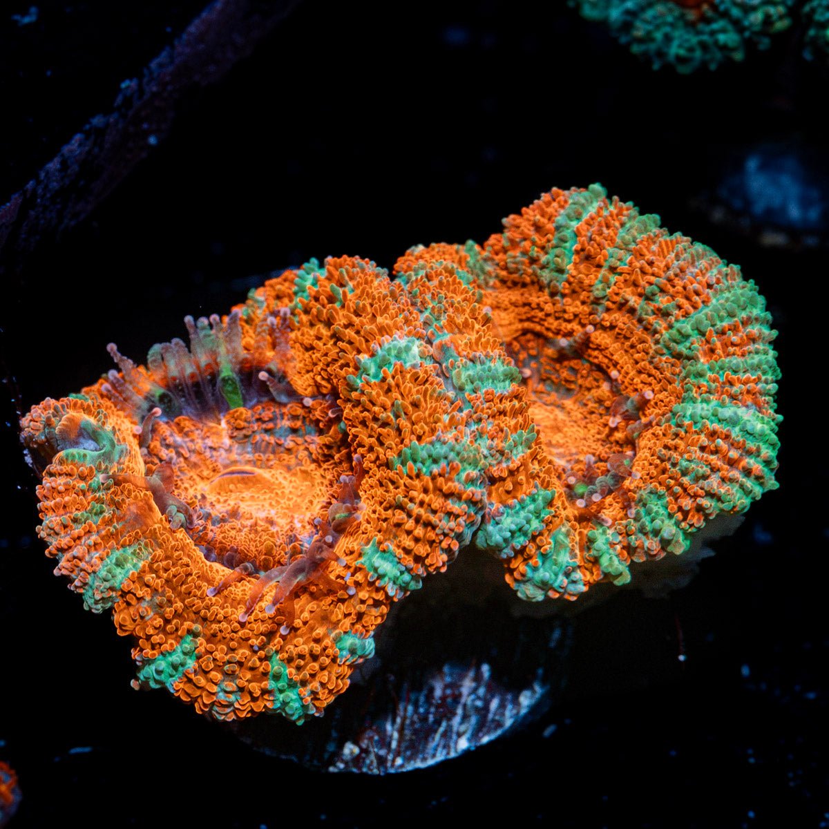 Acan Coral with fleshy polyps in reef aquarium