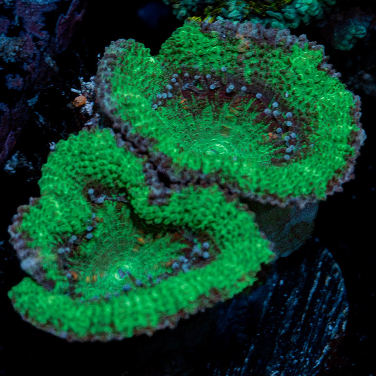 Acan Coral with fleshy polyps in reef aquarium
