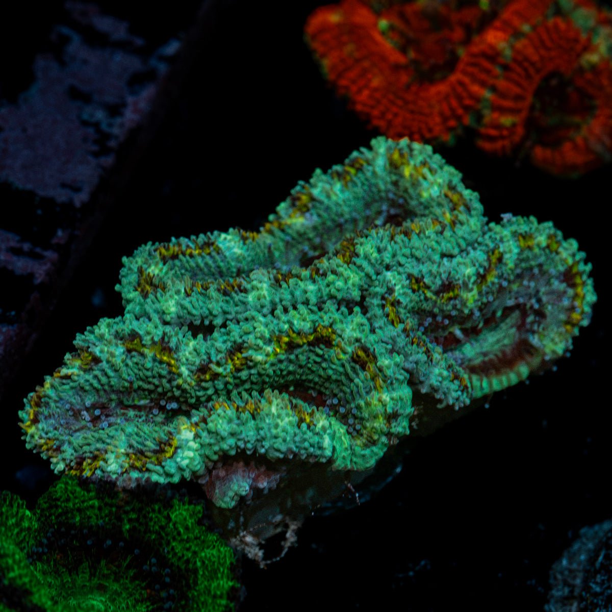 Acan Coral with fleshy polyps in reef aquarium