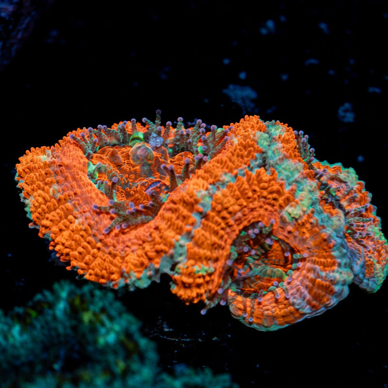 Acan Coral with fleshy polyps in reef aquarium