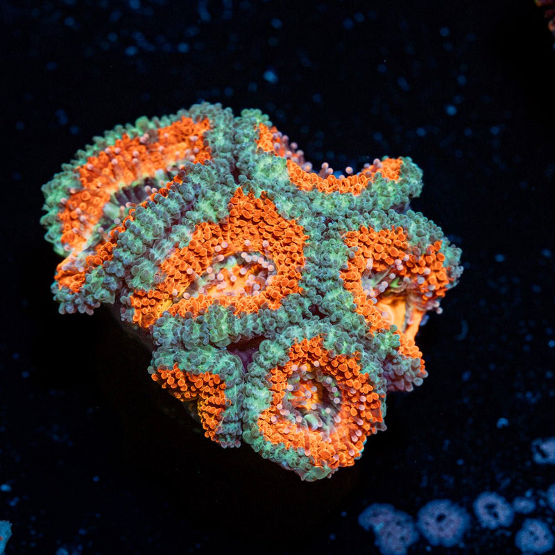 Acan Coral with fleshy polyps in reef aquarium
