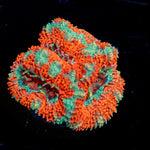 Acan Coral