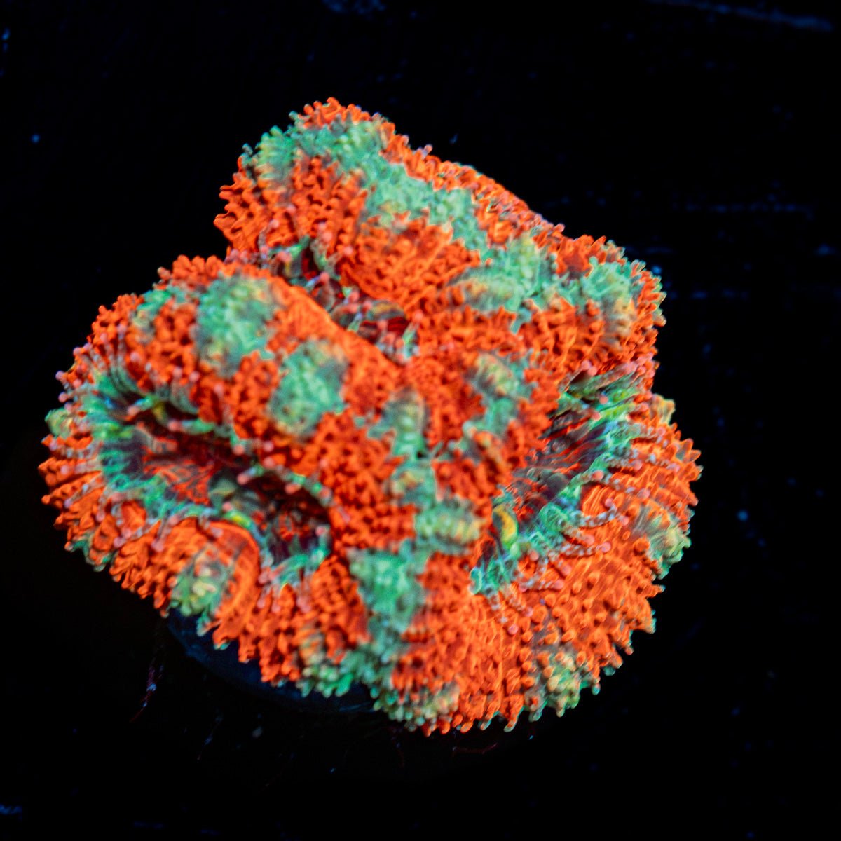 Acan Coral