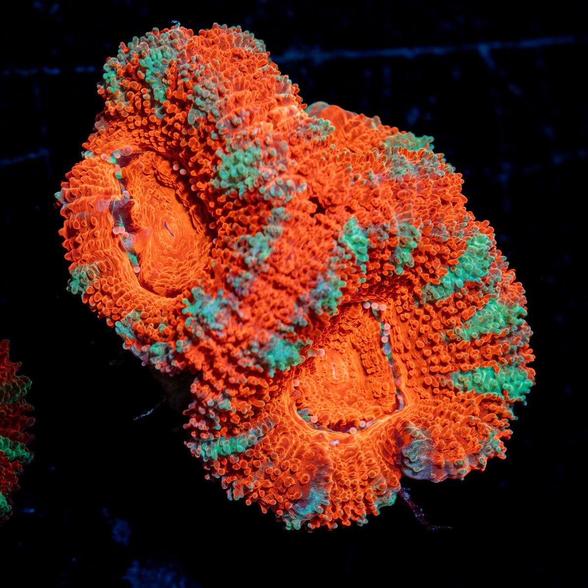 Acan Coral