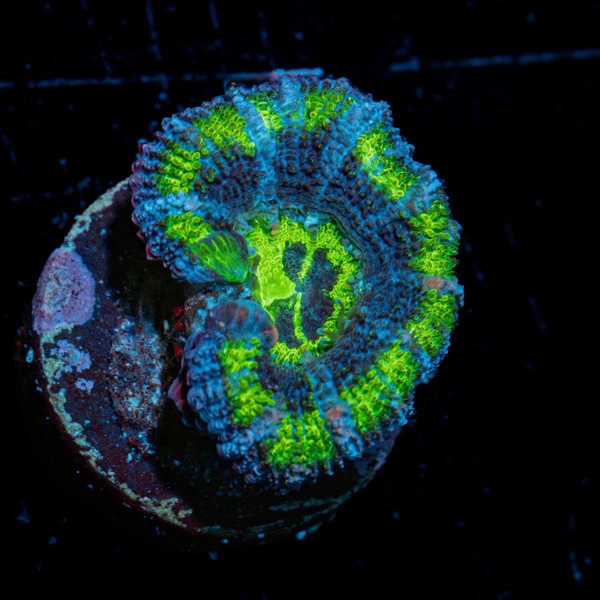 Acan Coral