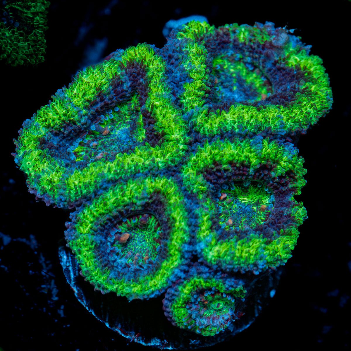 Acan Coral