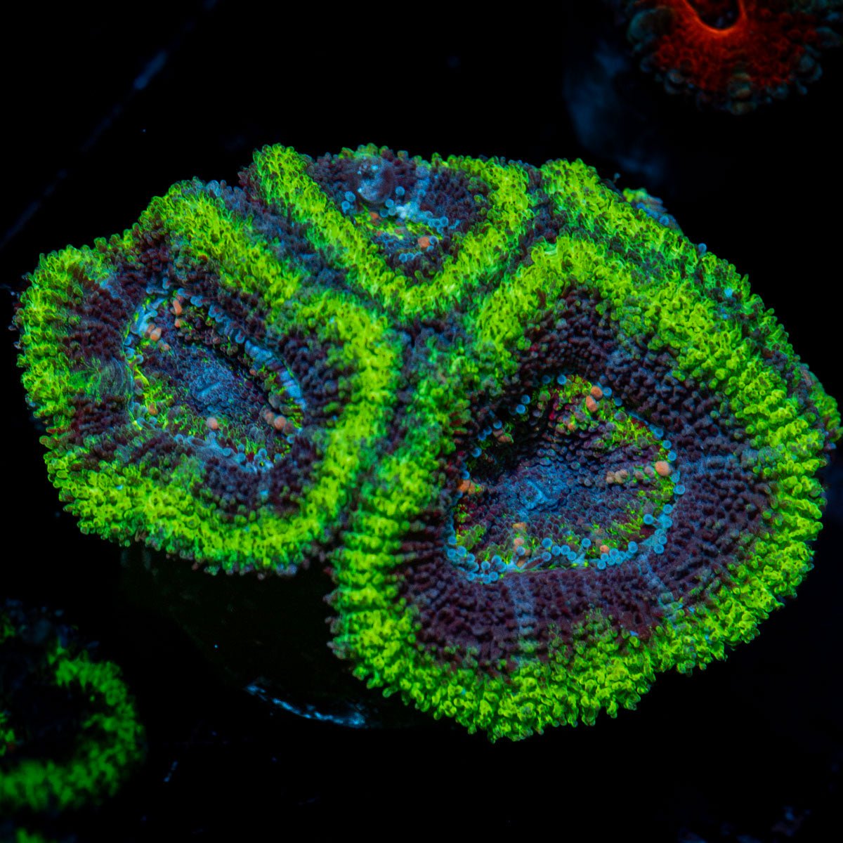 Acan Coral