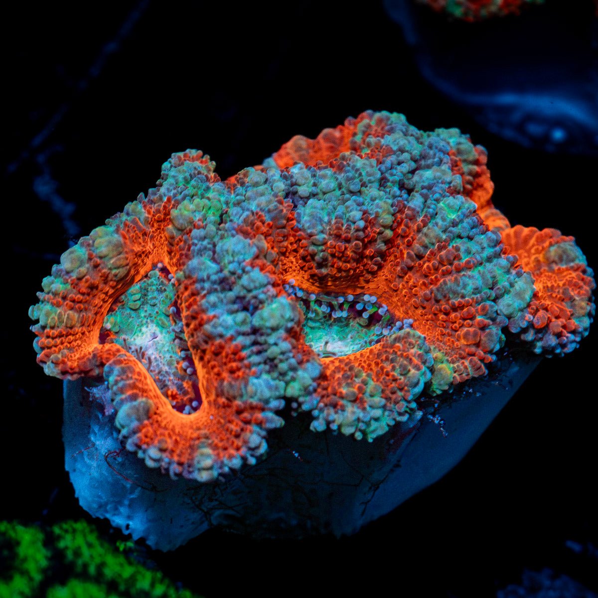 Acan Coral