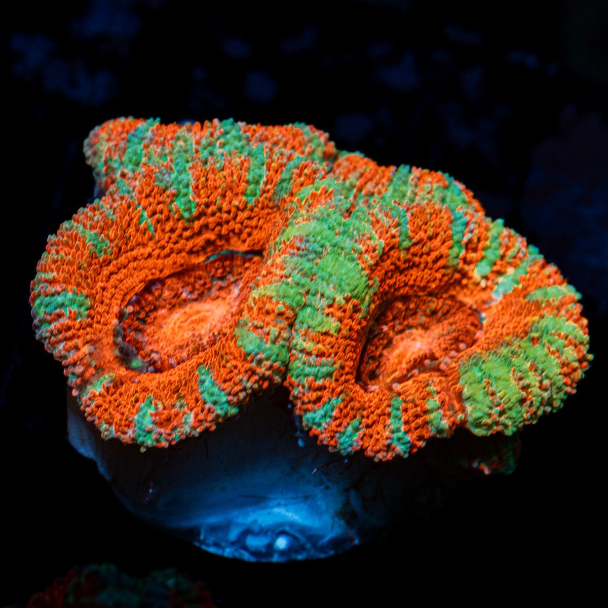 Acan Coral