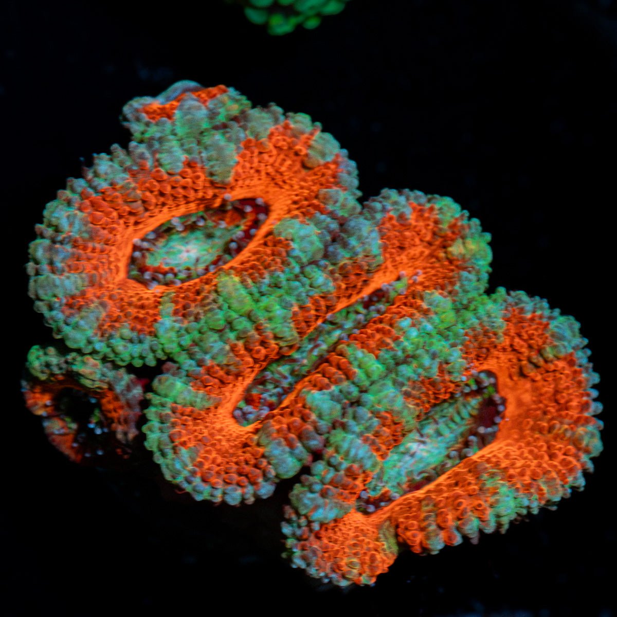 Acan Coral