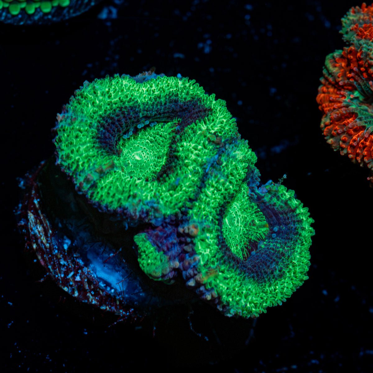 Acan Coral