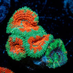 Acan Coral
