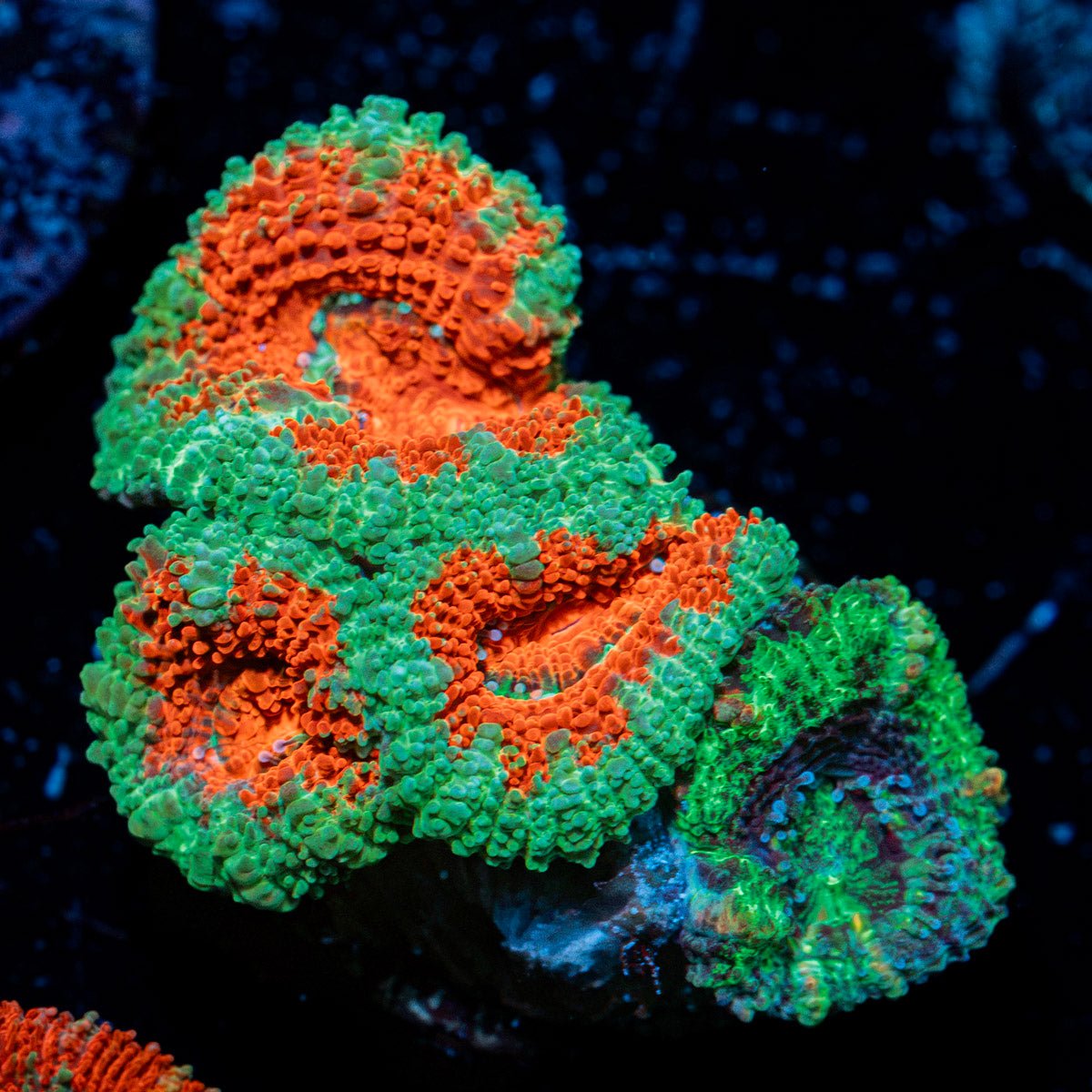 Acan Coral
