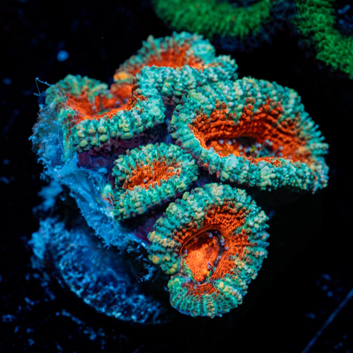 Acan Coral