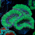 Acan Coral
