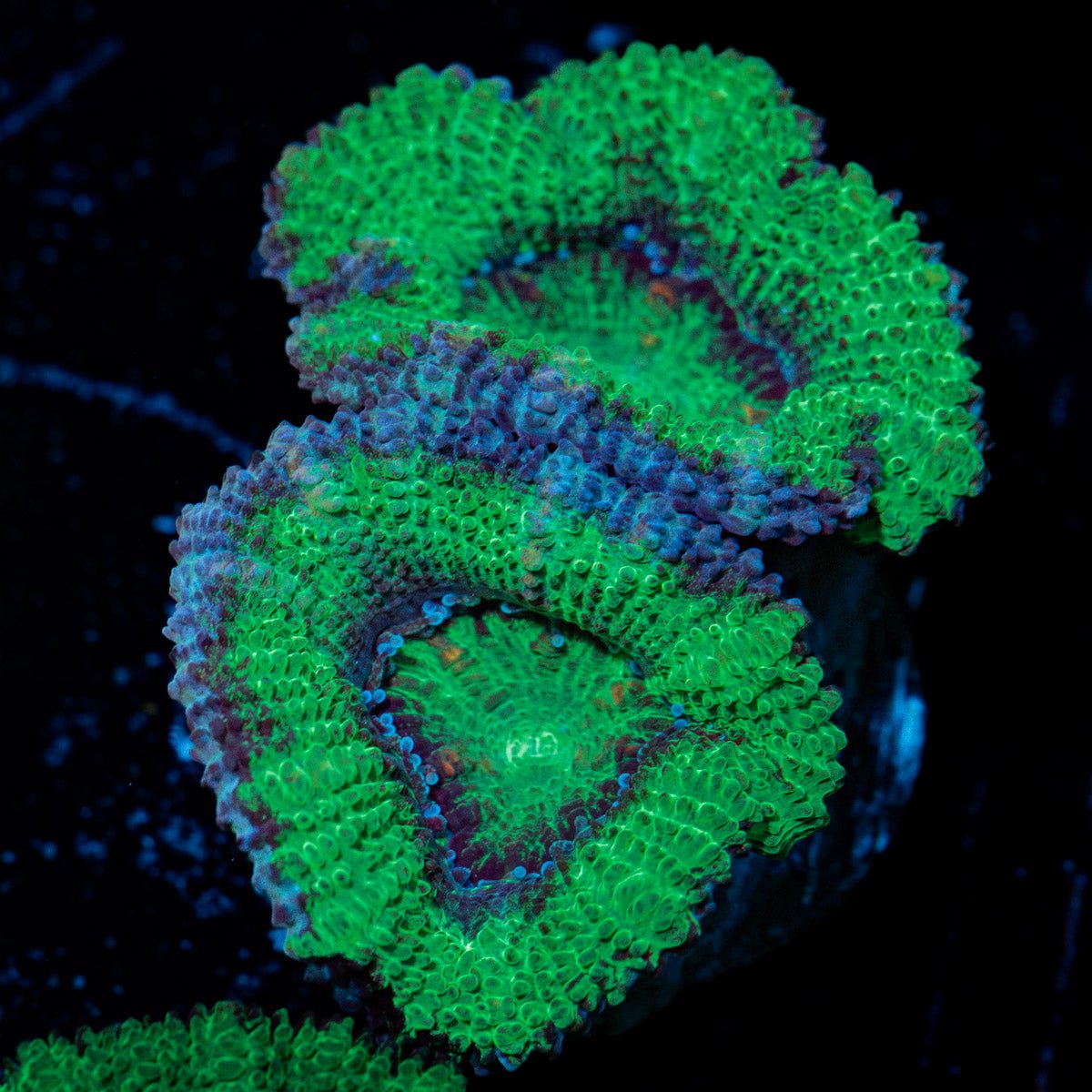 Acan Coral