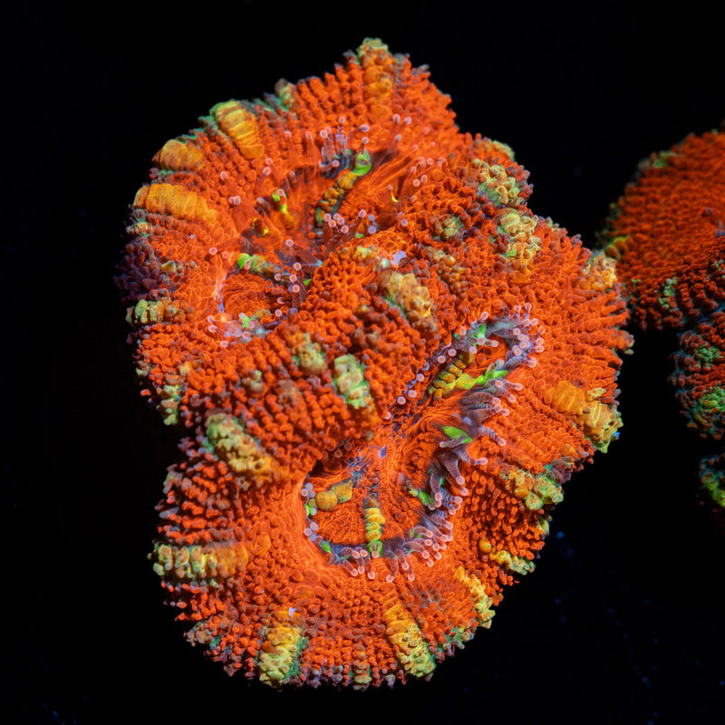 Acan Coral with fleshy polyps in reef aquarium