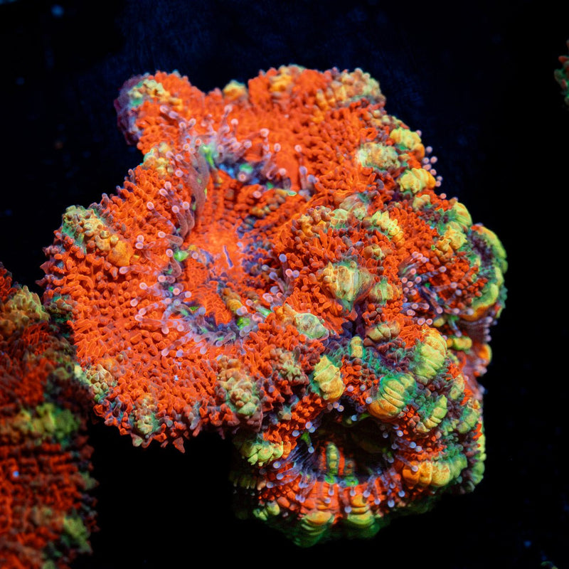 Acan Coral with fleshy polyps in reef aquarium