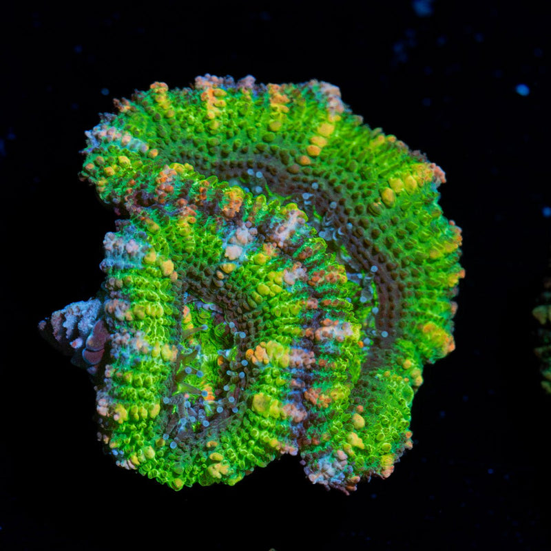Acan Coral with fleshy polyps in reef aquarium