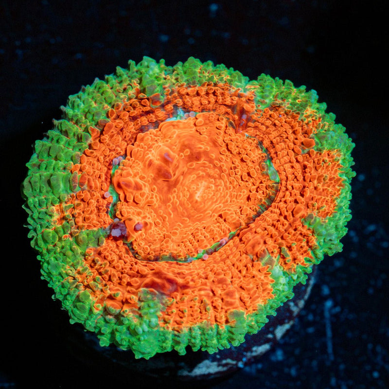 Acan Coral with fleshy polyps in reef aquarium