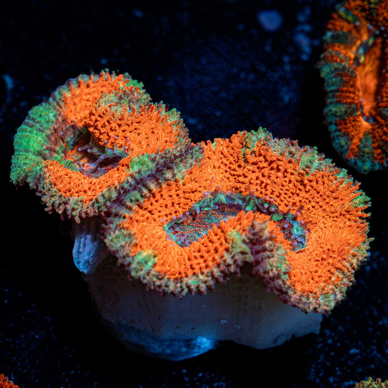 Acan Coral with fleshy polyps in reef aquarium