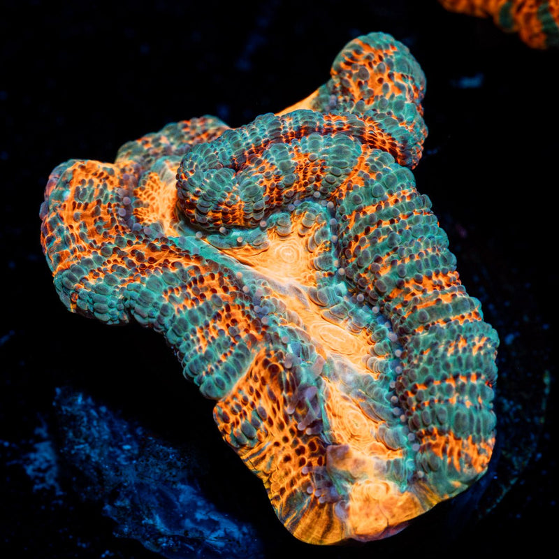 Acan Coral with fleshy polyps in reef aquarium