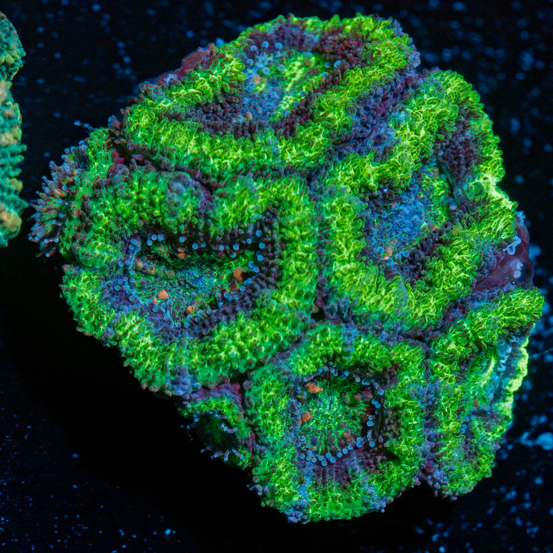 Acan Coral with fleshy polyps in reef aquarium