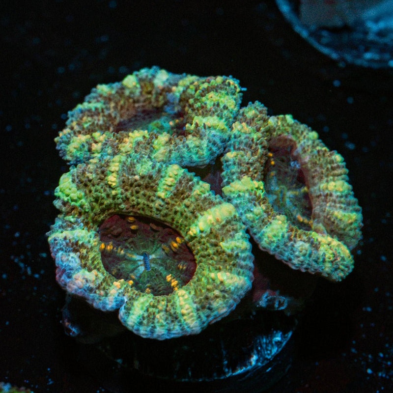 Acan Coral with fleshy polyps in reef aquarium