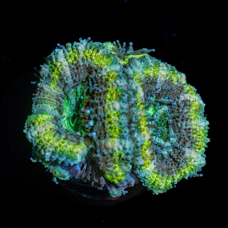 Acan Coral with fleshy polyps in reef aquarium