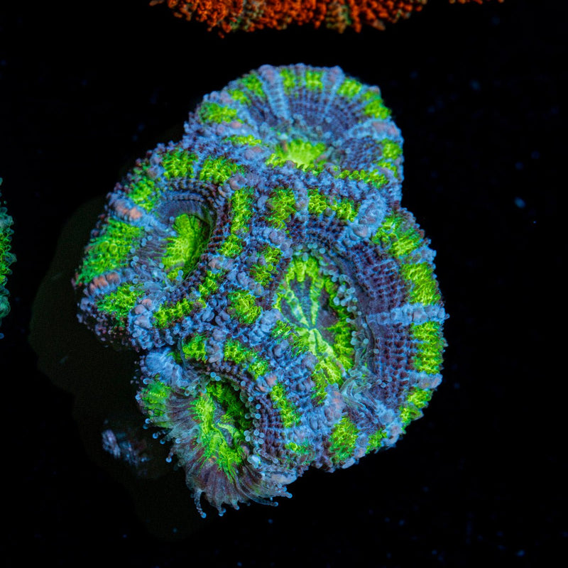 Acan Coral with fleshy polyps in reef aquarium