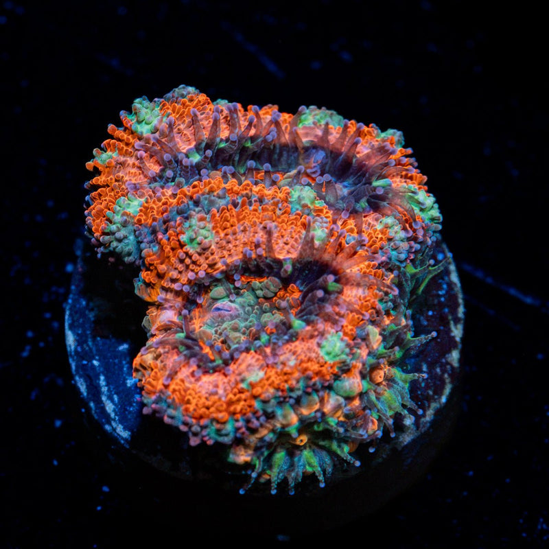 Acan Coral with fleshy polyps in reef aquarium