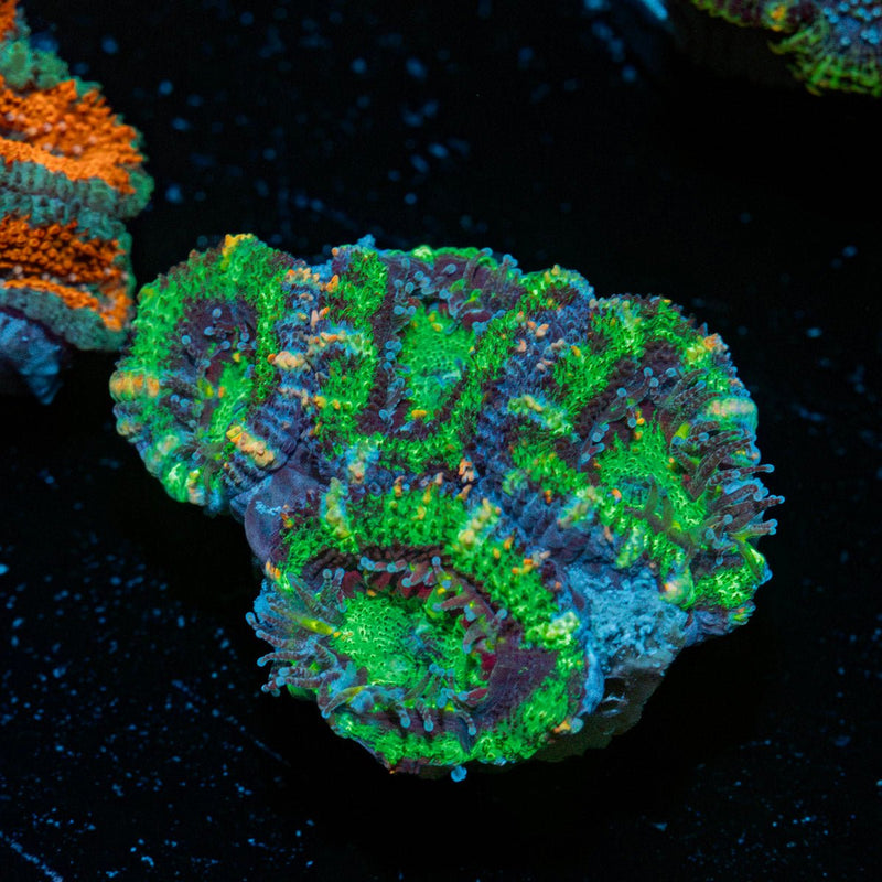 Acan Coral with fleshy polyps in reef aquarium