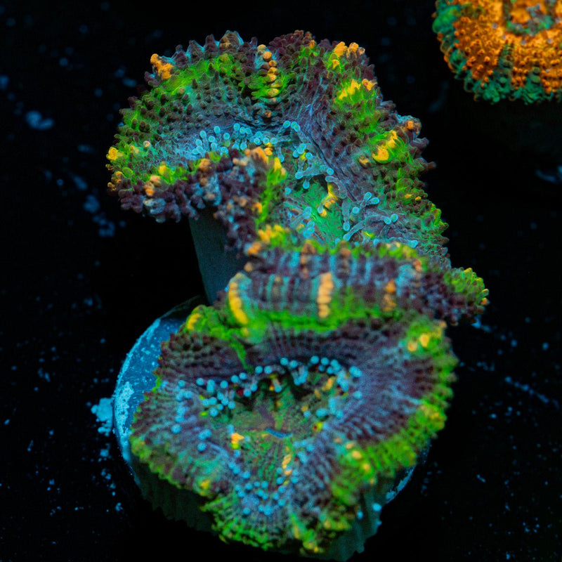 Acan Coral with fleshy polyps in reef aquarium