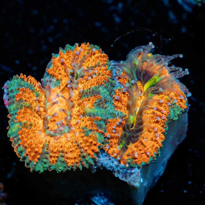 Acan Coral with fleshy polyps in reef aquarium